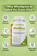 NutraHerbal Wheatgrass Capsules | Wheat Grass Capsule for Detox, Immunity & Energy | Rich in Chlorophyll, Vitamins & Antioxidants | 100% Ayurvedic | 60 Capsules